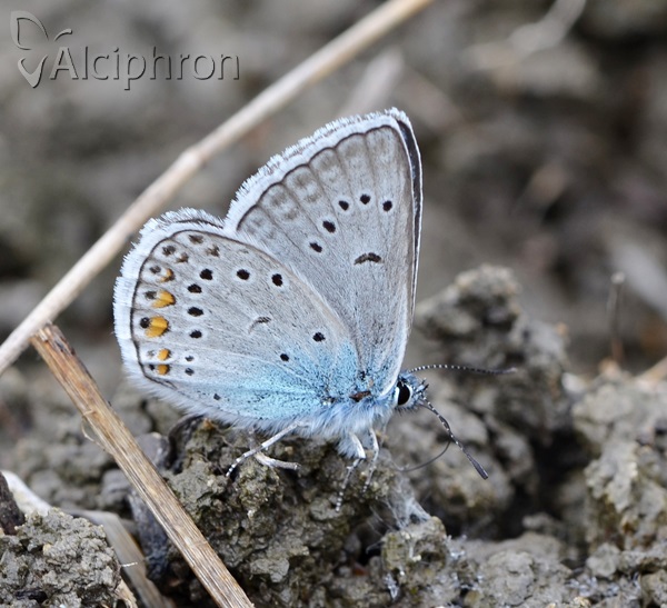 Polyommatus amandus