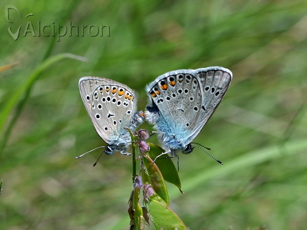 Polyommatus amandus