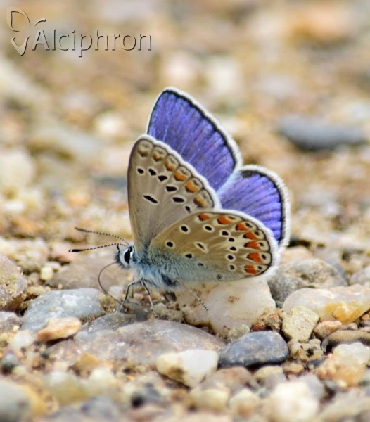 Polyommatus thersites