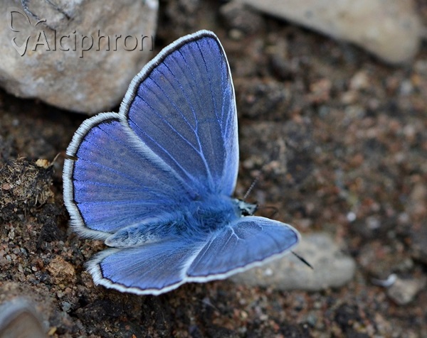 Polyommatus thersites