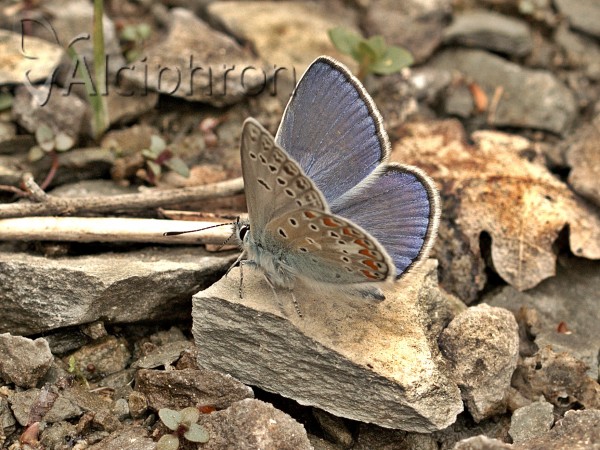 Polyommatus thersites