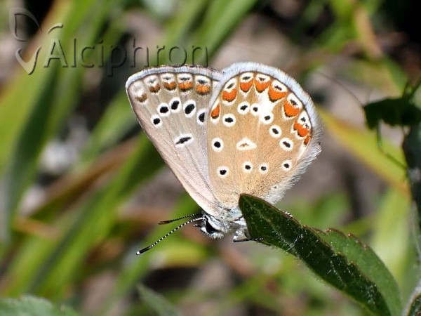 Polyommatus thersites