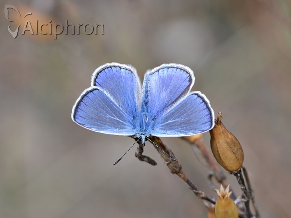 Polyommatus icarus