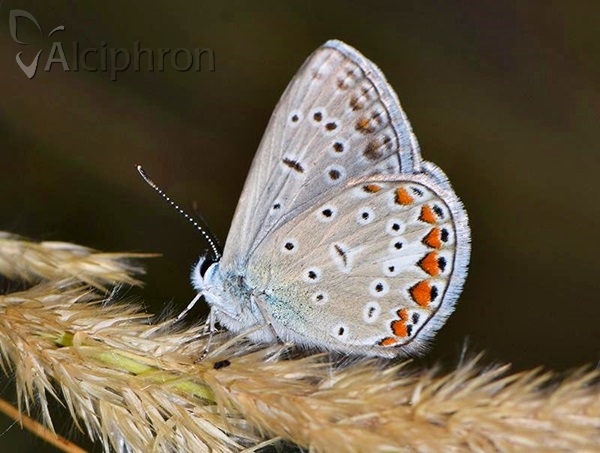 Polyommatus icarus