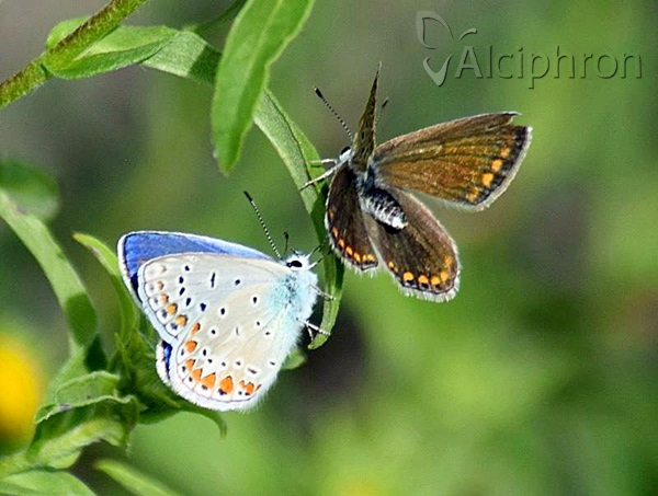 Polyommatus icarus