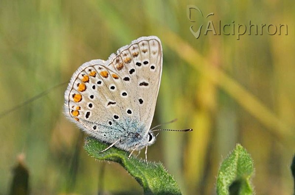 Polyommatus icarus