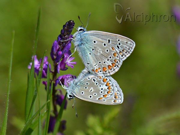 Polyommatus icarus