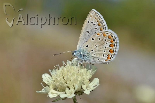 Polyommatus icarus