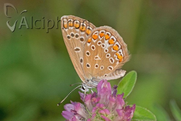 Polyommatus icarus