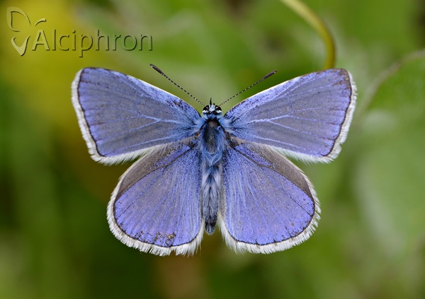 Polyommatus icarus
