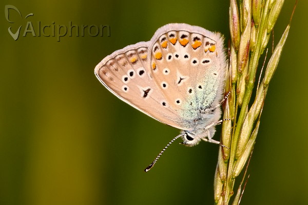 Polyommatus icarus