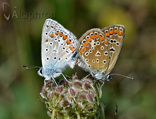 Polyommatus icarus