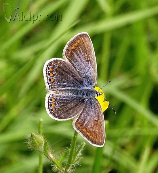 Polyommatus icarus