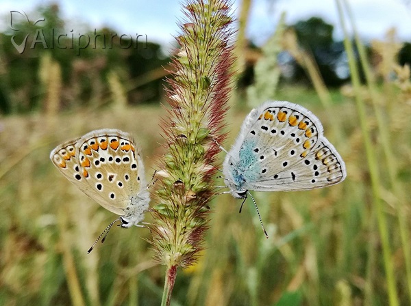 Polyommatus icarus