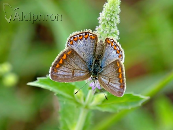 Polyommatus icarus