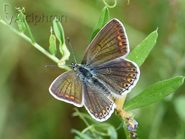 Polyommatus icarus