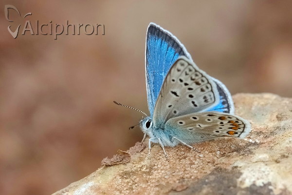 Polyommatus eros