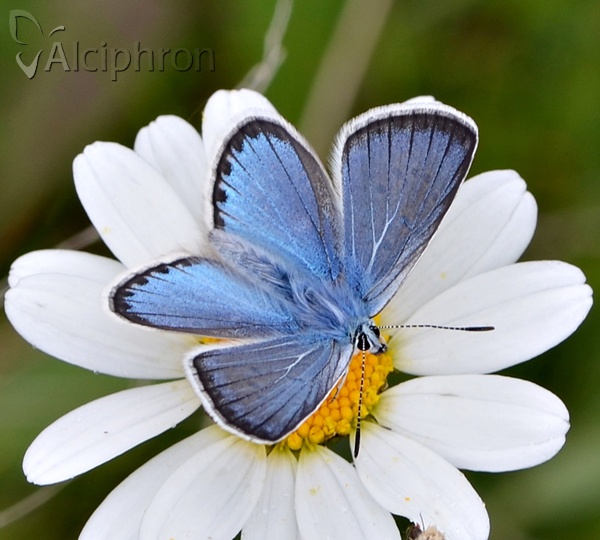 Polyommatus eros