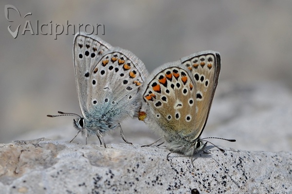 Polyommatus eros