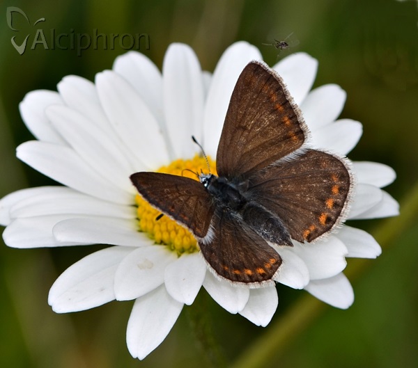 Polyommatus eros
