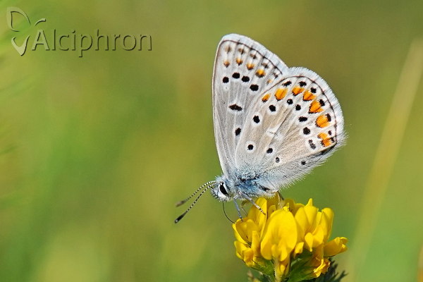 Polyommatus eros