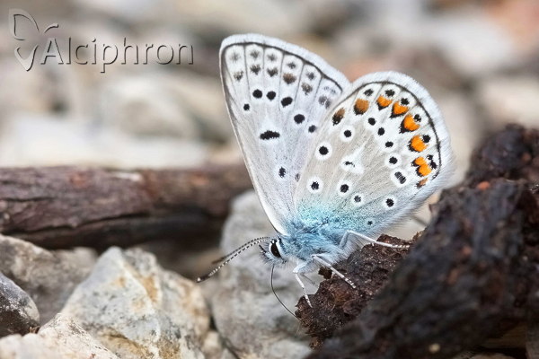 Polyommatus eros