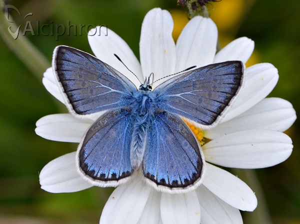 Polyommatus eros