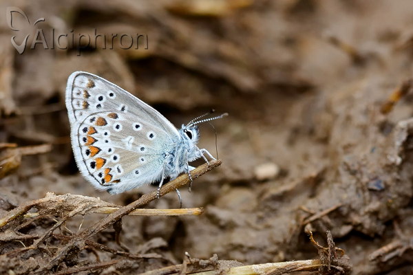 Polyommatus eros