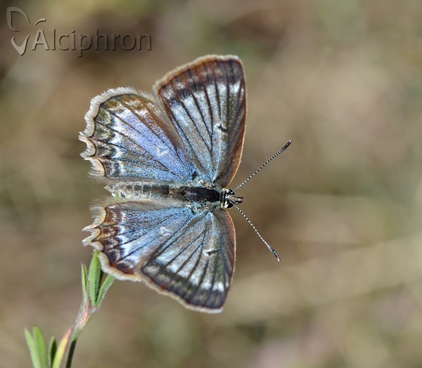 Polyommatus daphnis