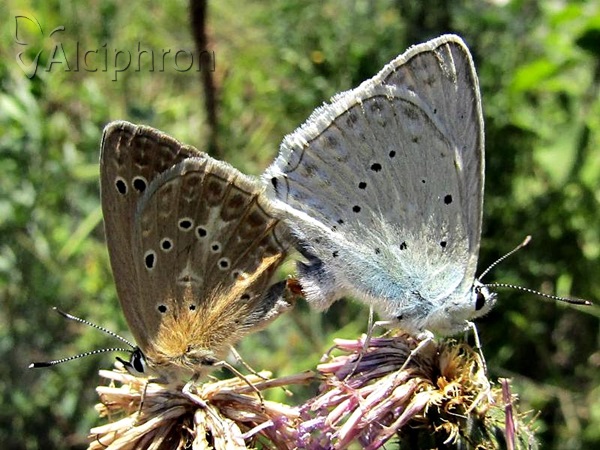 Polyommatus daphnis