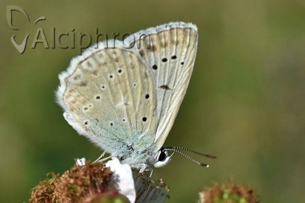 Polyommatus daphnis