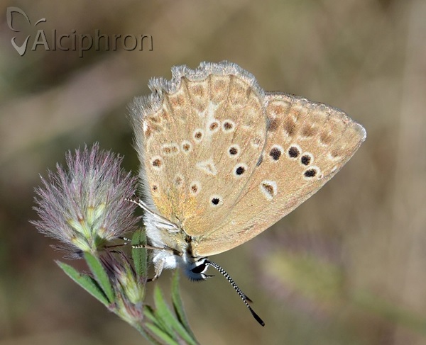 Polyommatus daphnis
