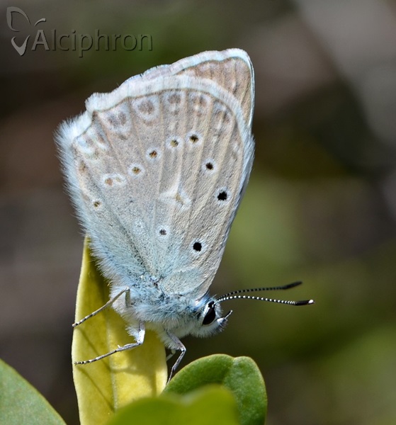 Polyommatus daphnis