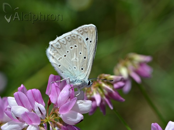 Polyommatus daphnis