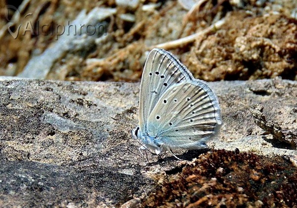 Polyommatus daphnis