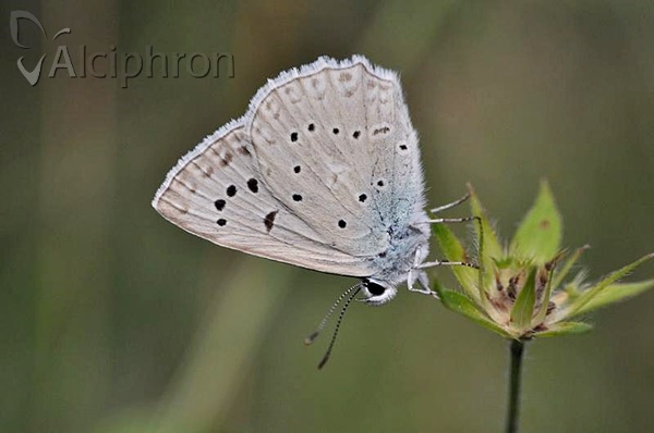 Polyommatus daphnis