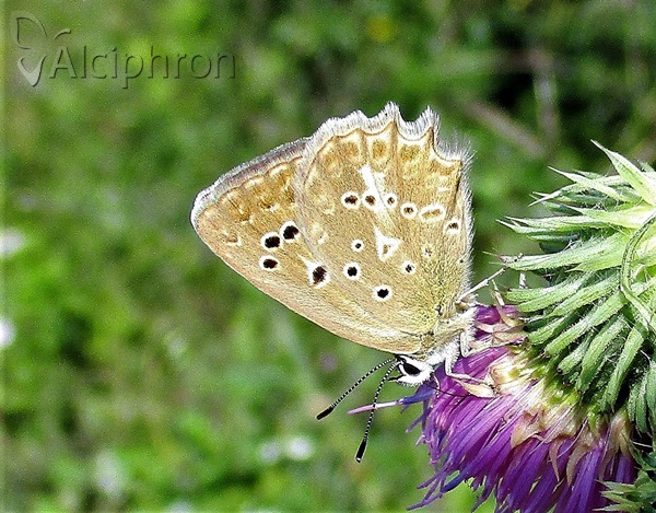 Polyommatus daphnis