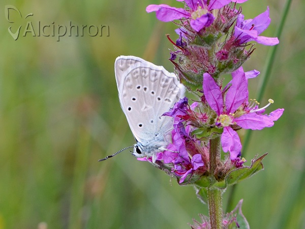 Polyommatus daphnis