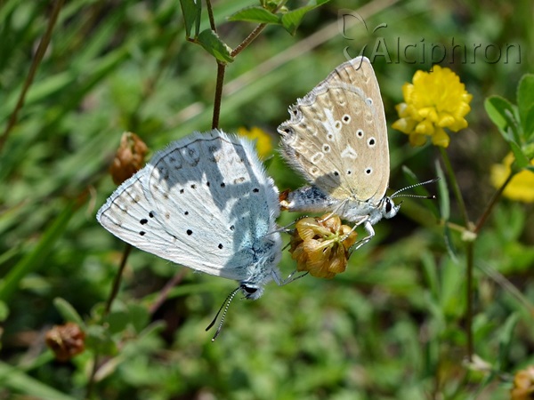 Polyommatus daphnis