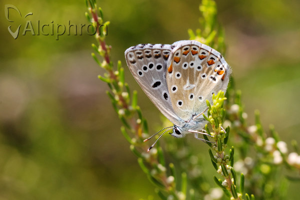 Lysandra bellargus