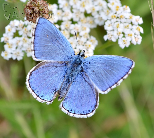 Lysandra bellargus