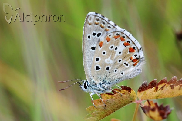 Lysandra bellargus