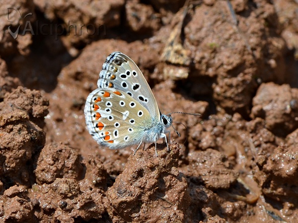 Lysandra bellargus