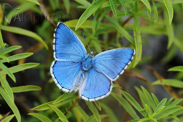 Lysandra bellargus