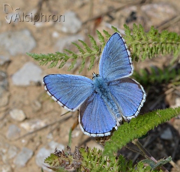 Lysandra bellargus