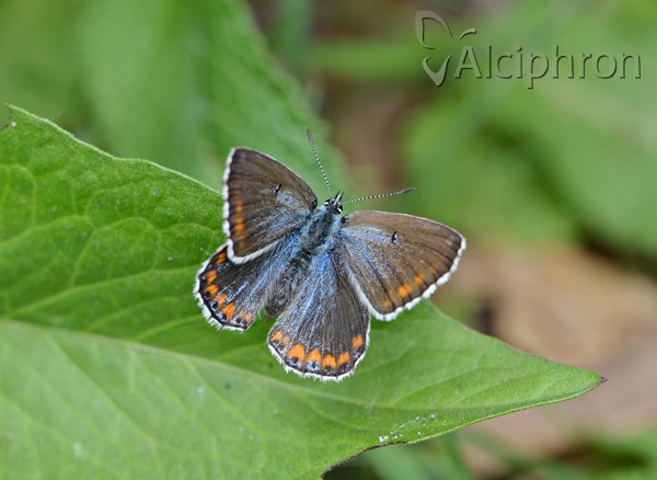 Lysandra bellargus