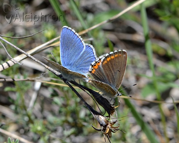 Lysandra bellargus