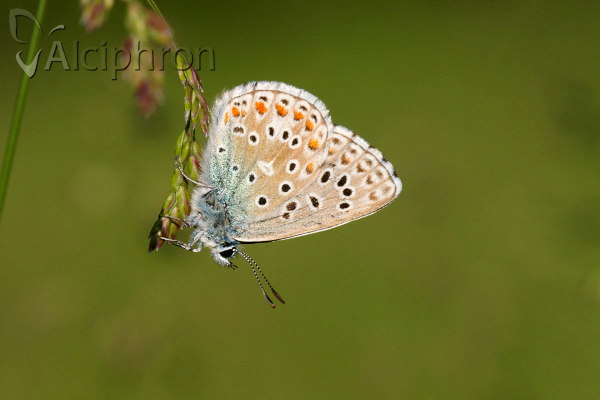 Lysandra bellargus