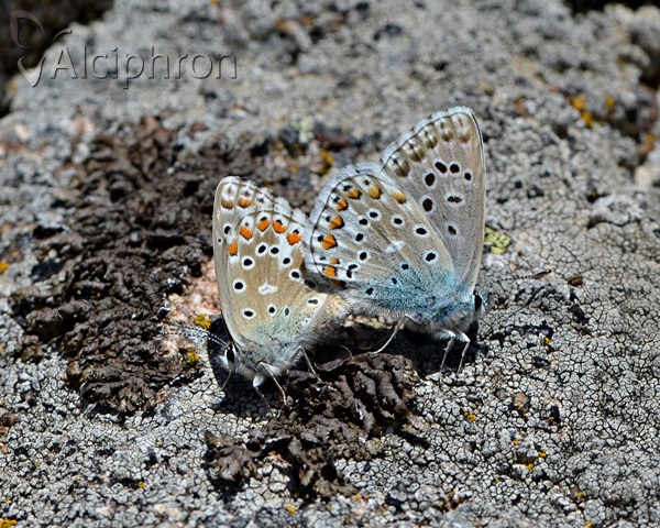 Lysandra bellargus