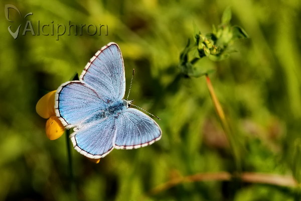Lysandra bellargus